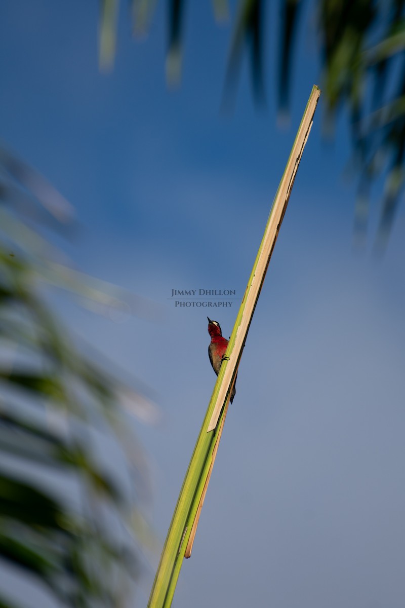 Puerto Rican Woodpecker - ML522385631