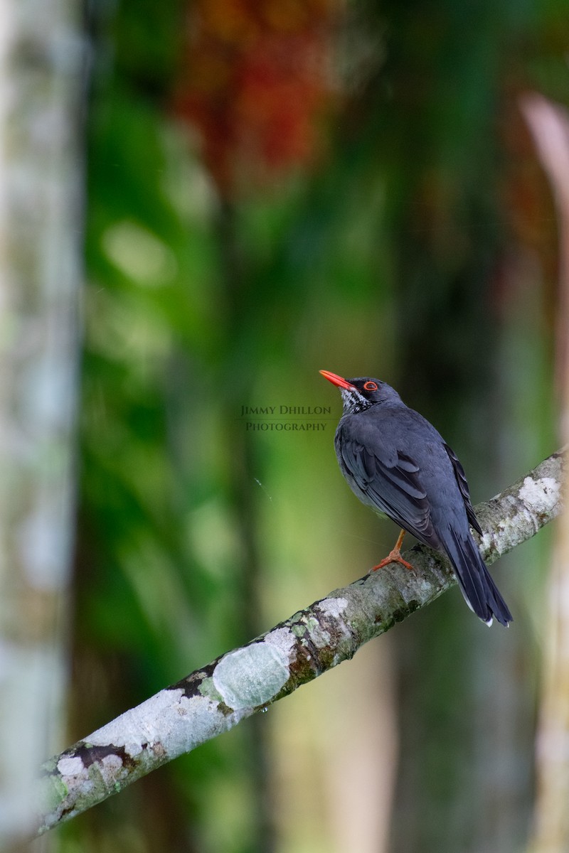 Red-legged Thrush - ML522385761