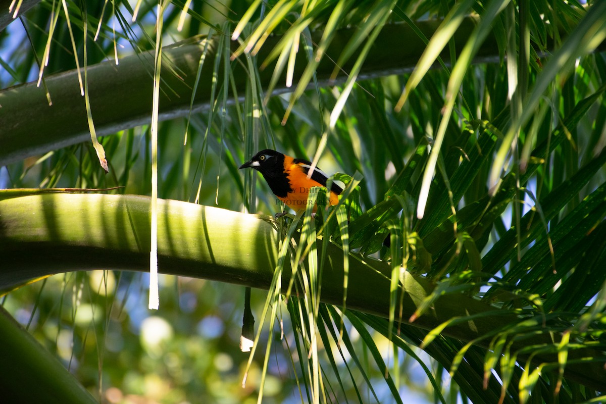 Venezuelan Troupial - ML522385831