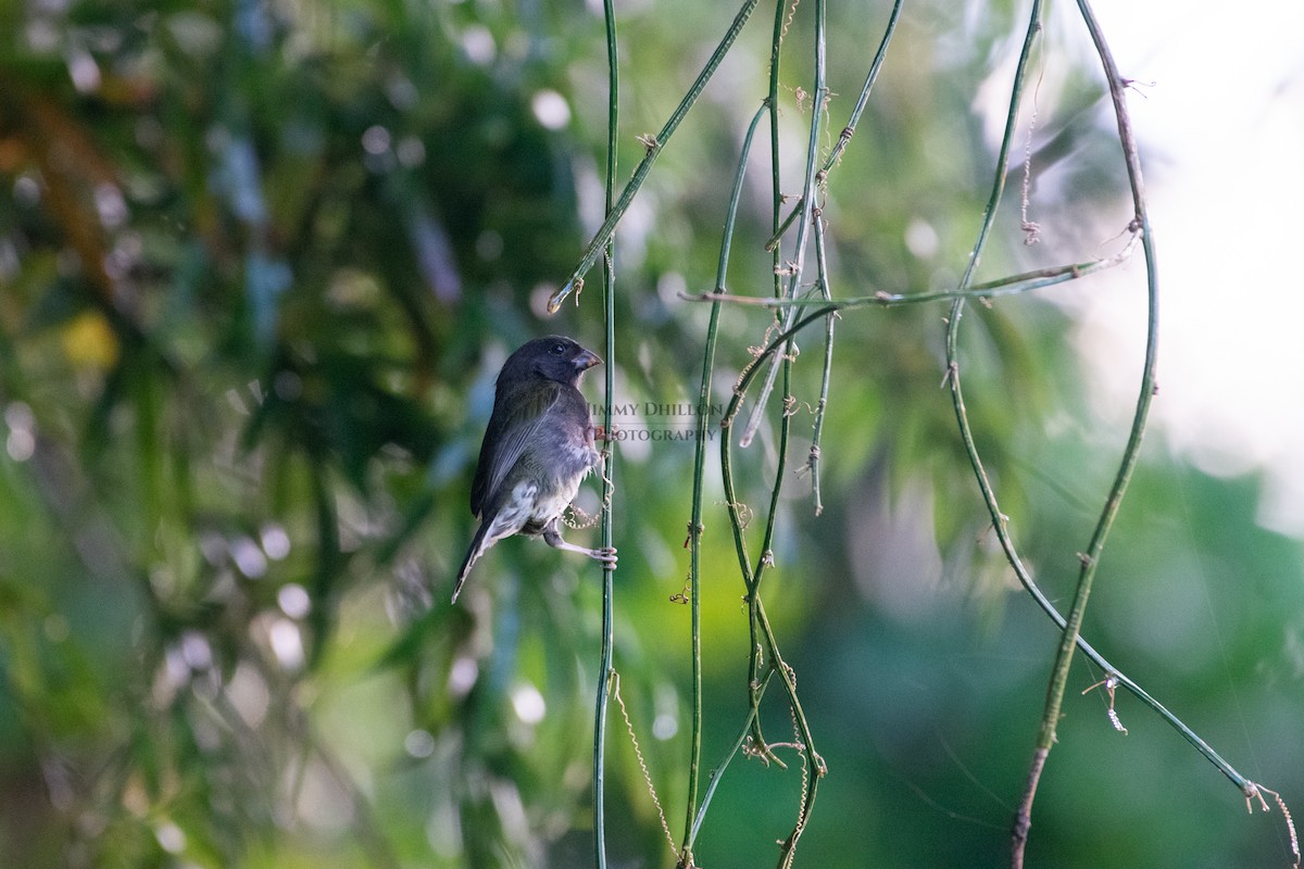 Black-faced Grassquit - ML522385911