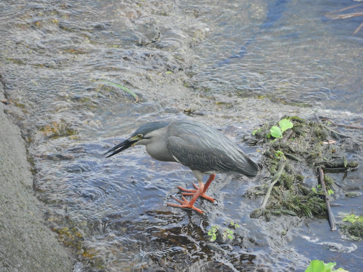 Little Heron - ML522386601