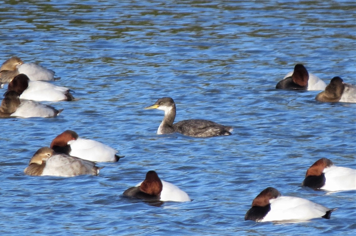 Red-necked Grebe - ML522389001