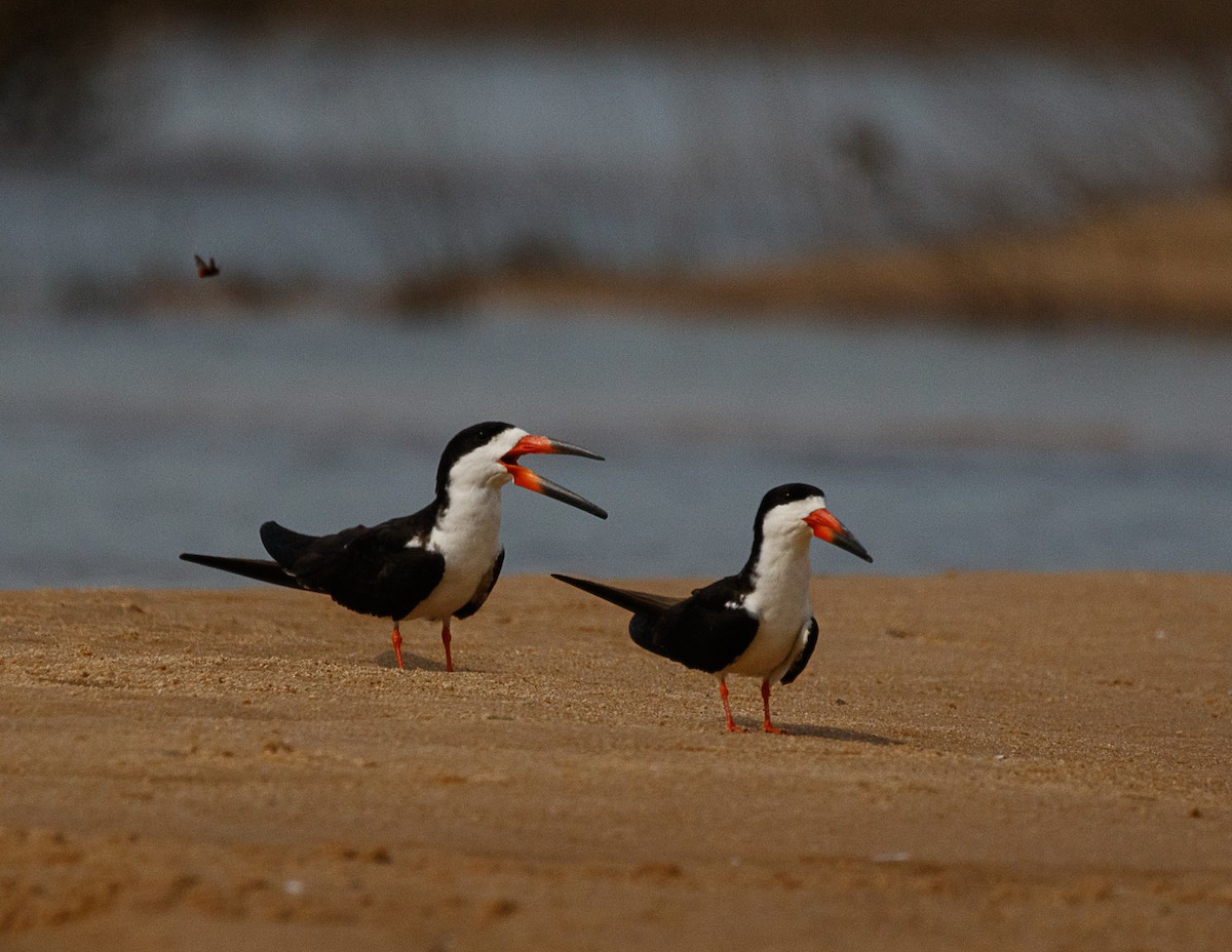 Black Skimmer - ML522389381