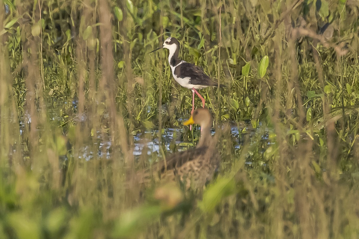 Yellow-billed Pintail - ML522389471