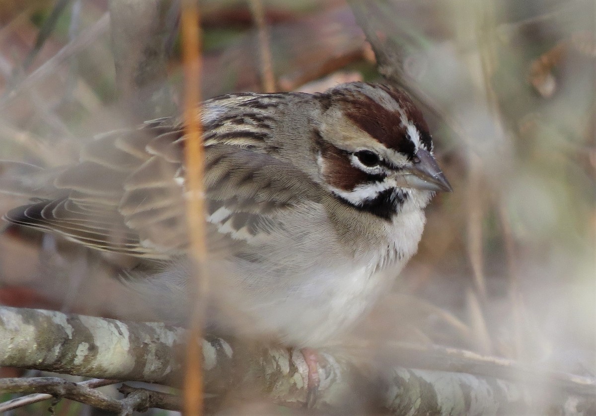 Lark Sparrow - ML522389561