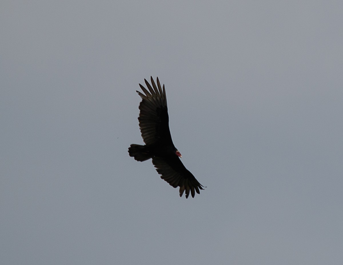 Urubu à tête rouge (ruficollis) - ML522390361