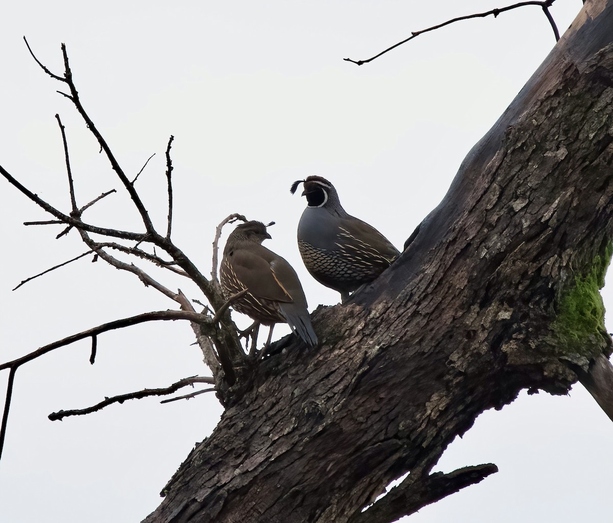 California Quail - Katherine Frost