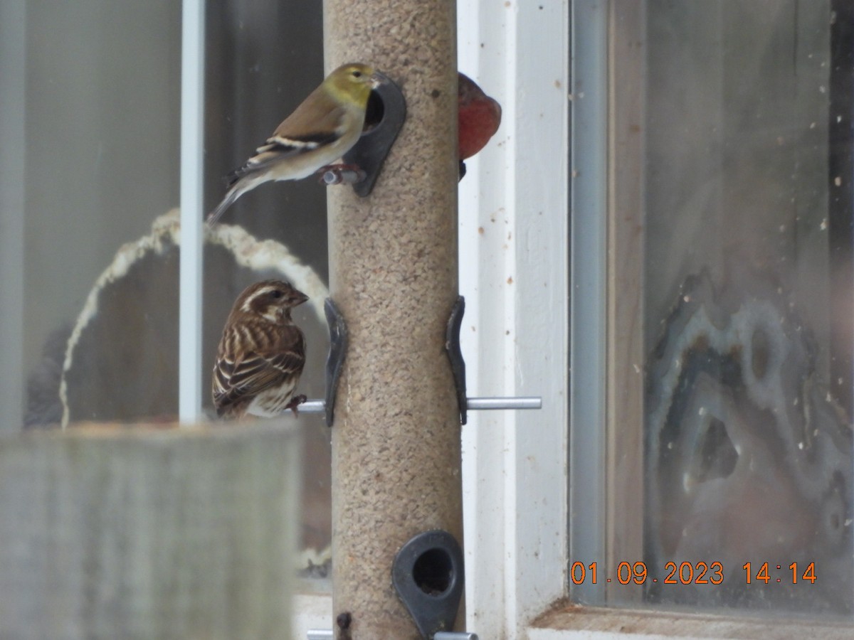 Purple Finch - ML522393571