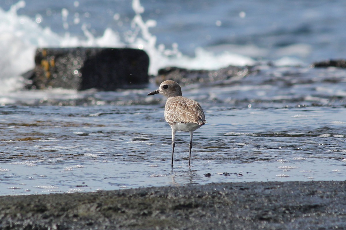 Black-bellied Plover - ML522394691