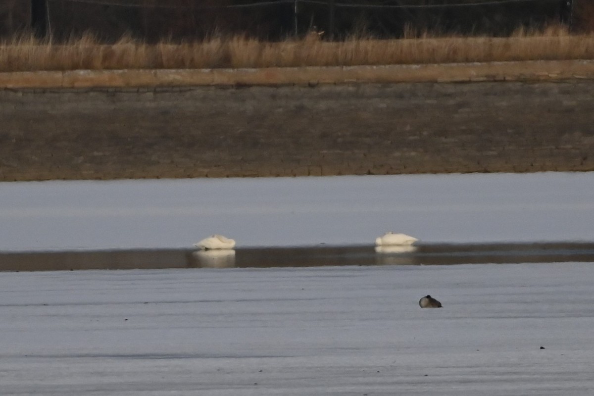 Trumpeter/Tundra Swan - ML522396871