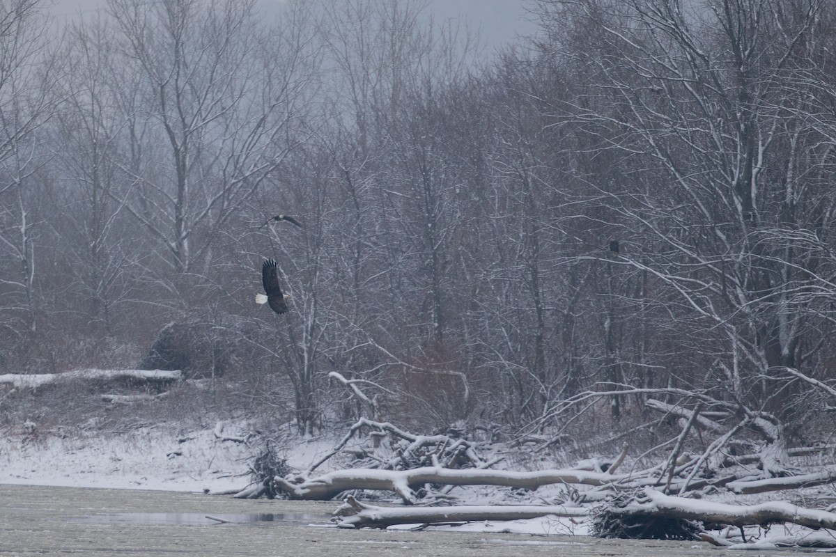 Bald Eagle - ML522396881