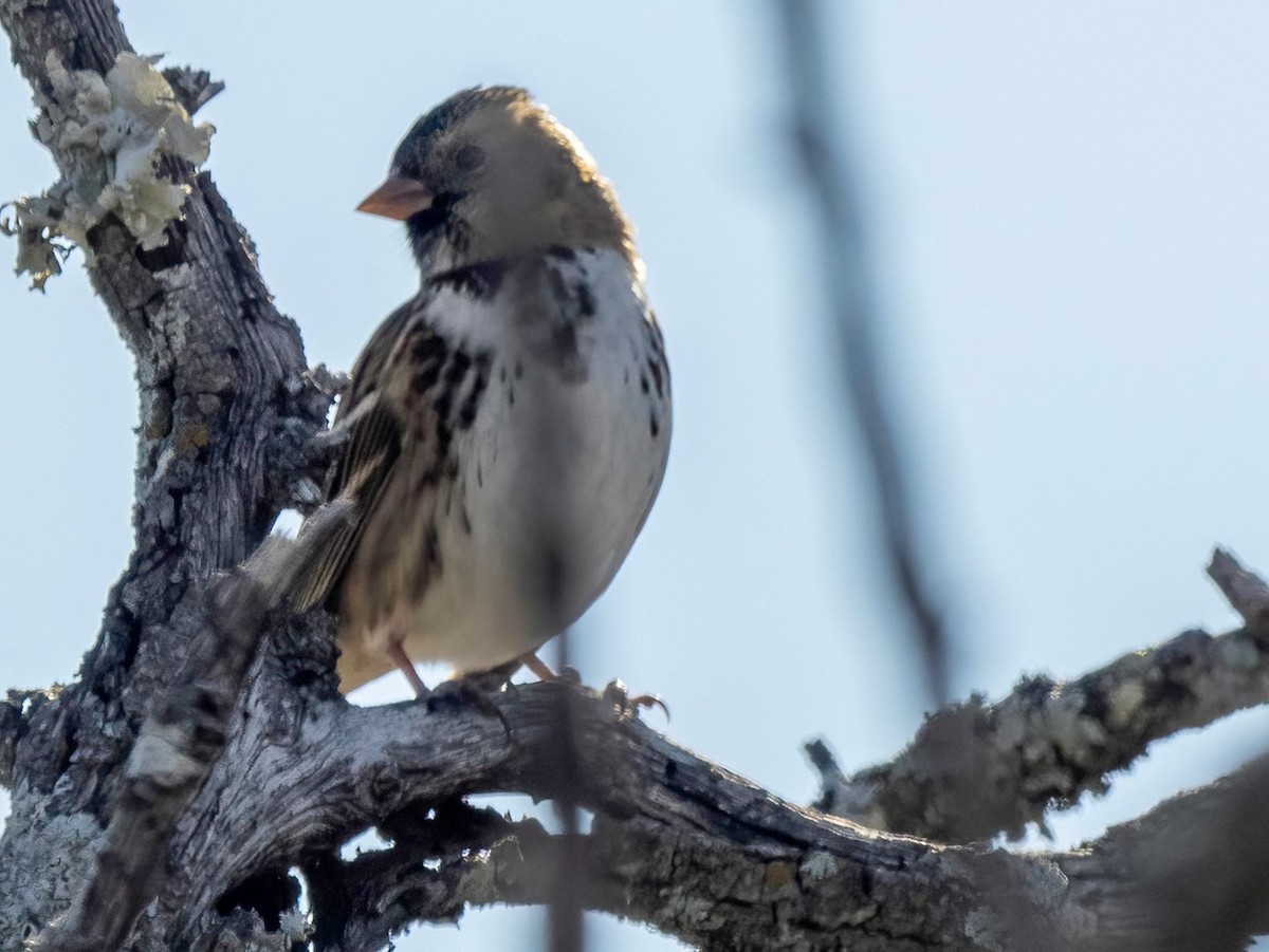 Harris's Sparrow - ML522398311
