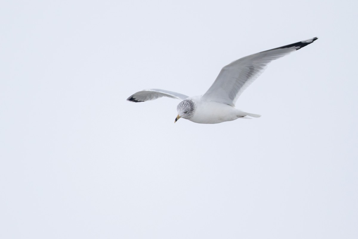 Ring-billed Gull - ML522398461