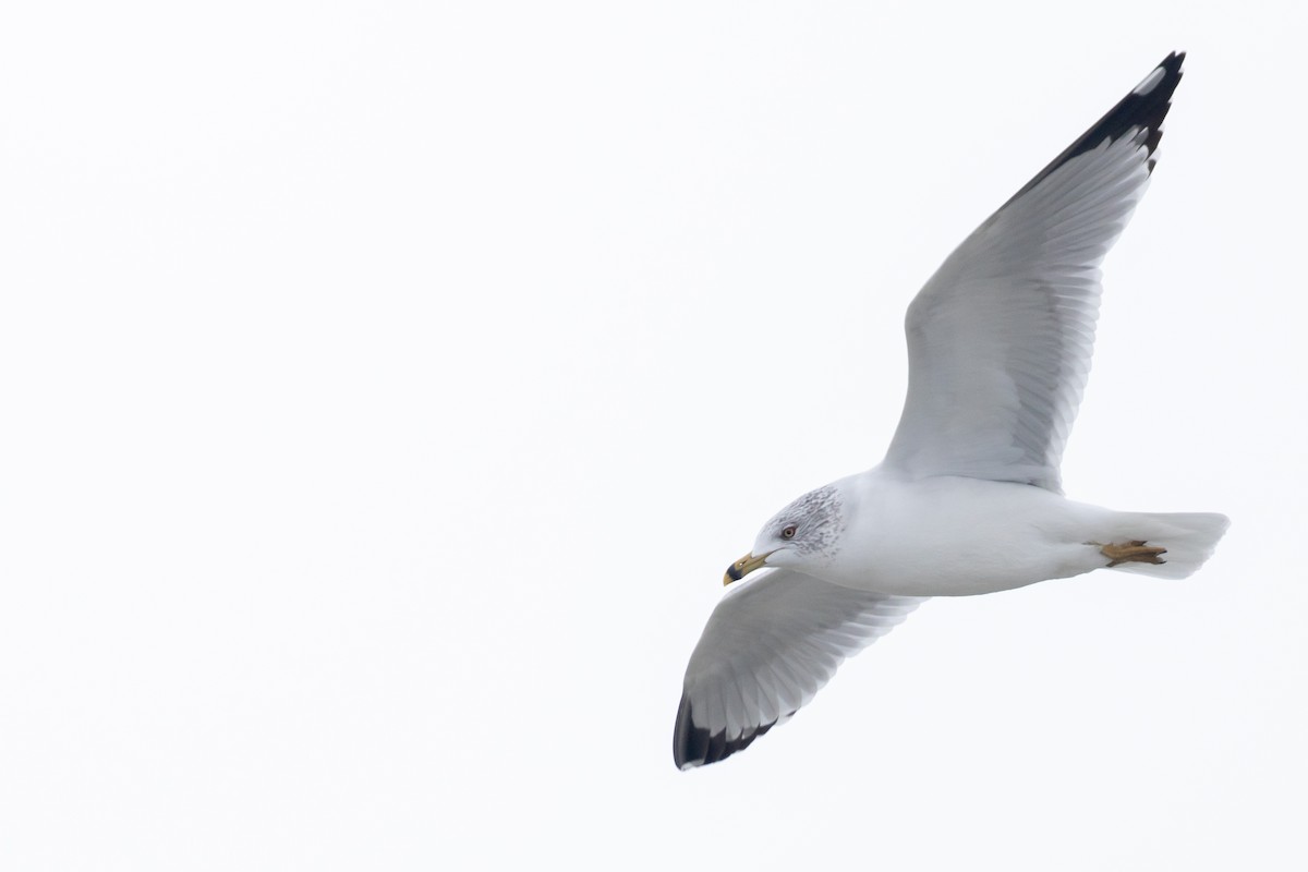 Ring-billed Gull - ML522398471