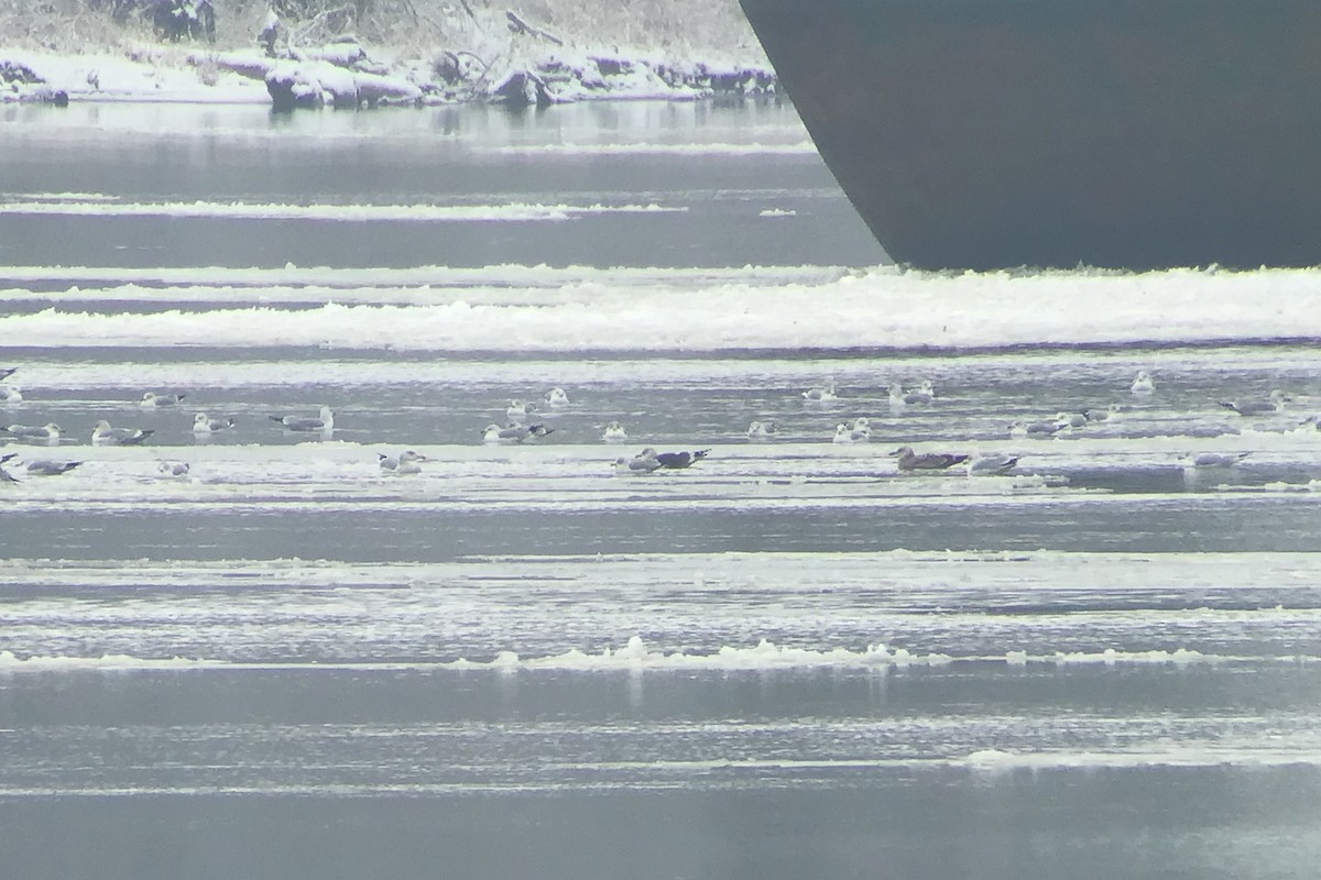 Lesser Black-backed Gull - ML522398501