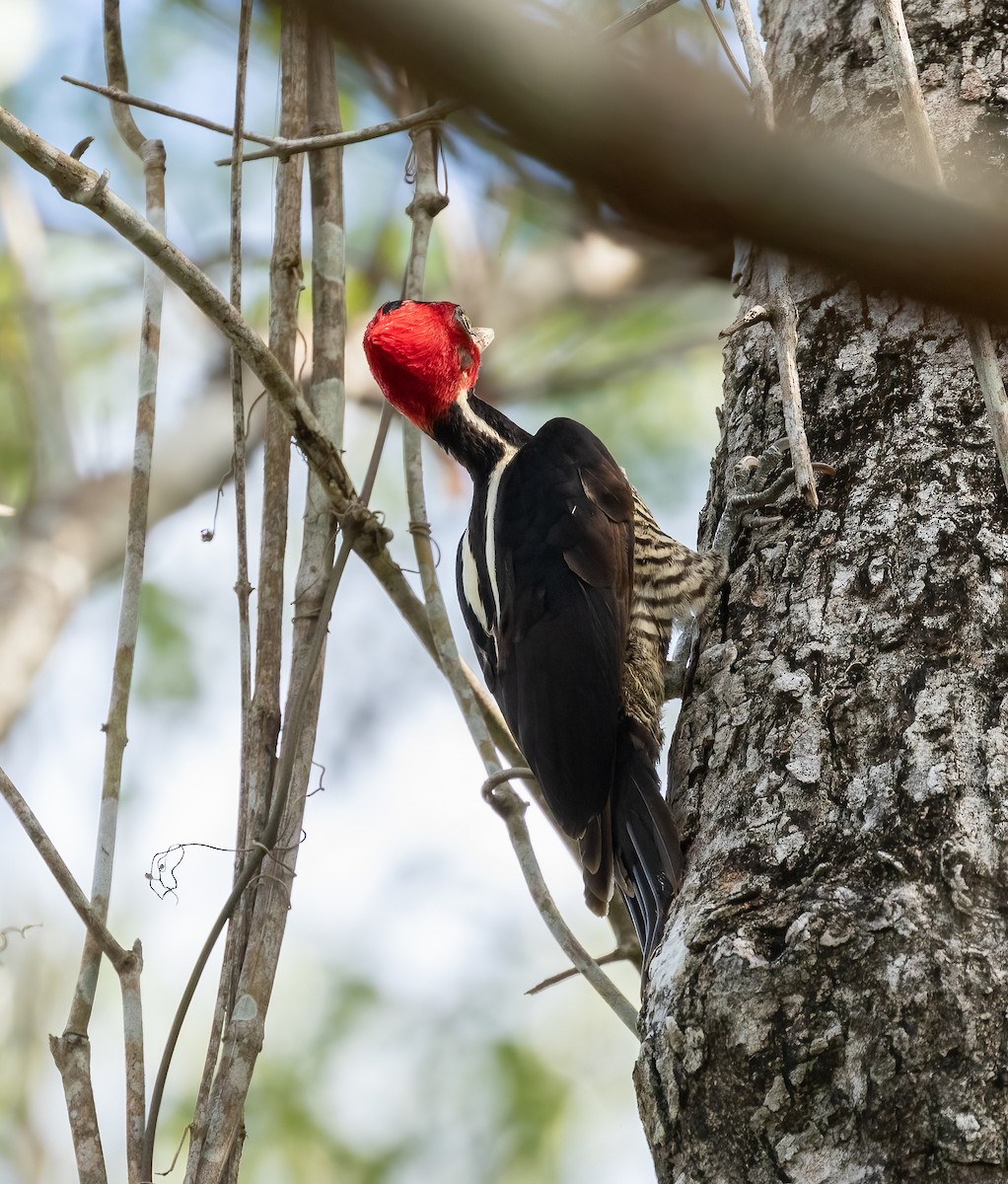 Pale-billed Woodpecker - ML522399651