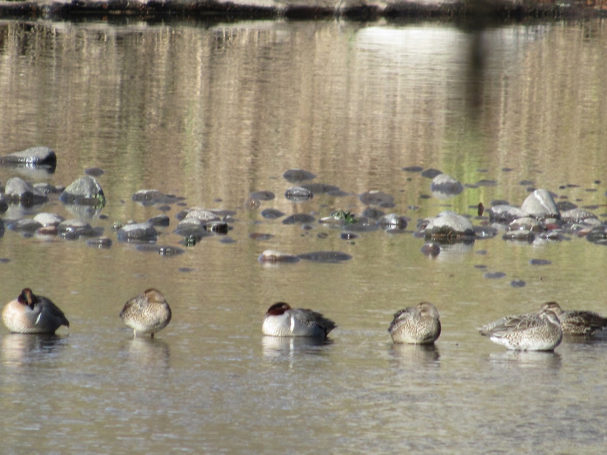 Green-winged Teal - ML522400811
