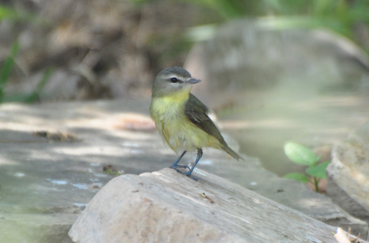 Philadelphia Vireo - Adam Wood