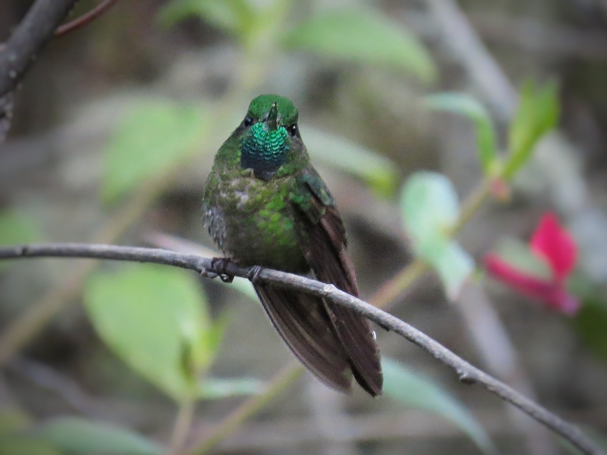 kolibřík dřišťálový - ML522408371