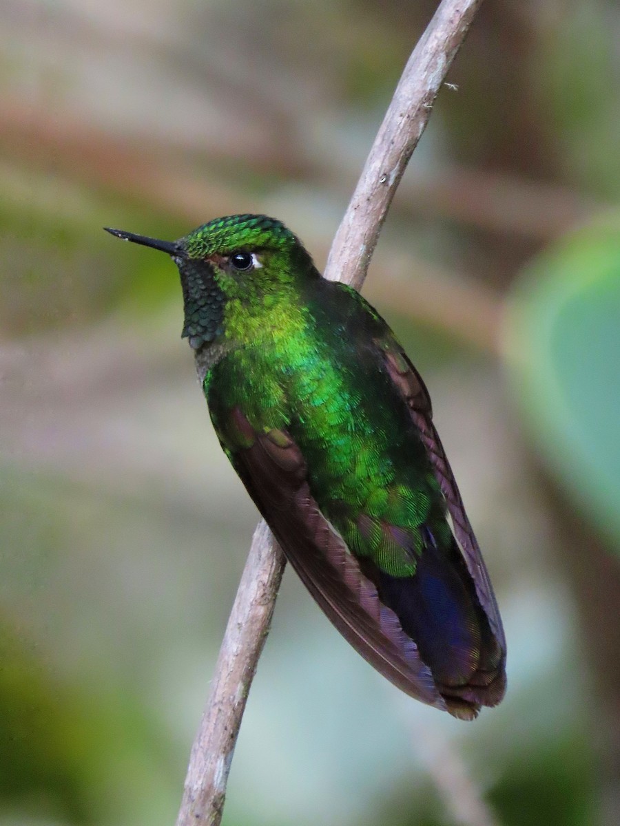 kolibřík dřišťálový - ML522408381