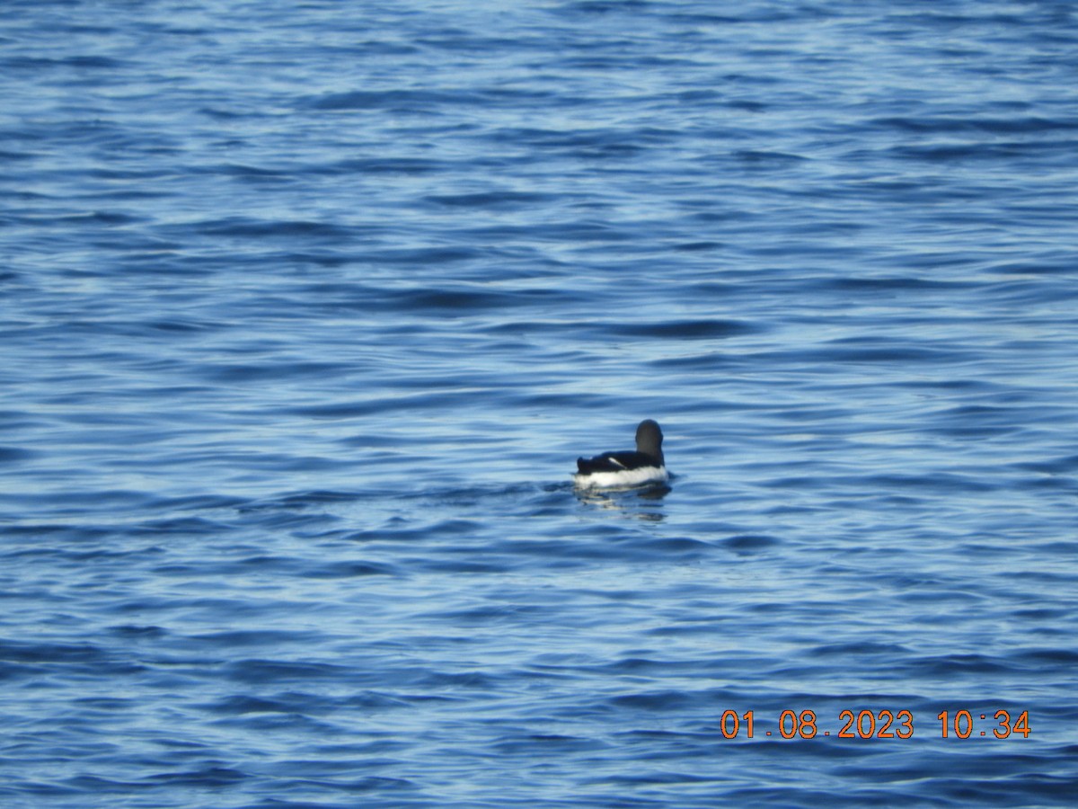 Razorbill - Beverly King