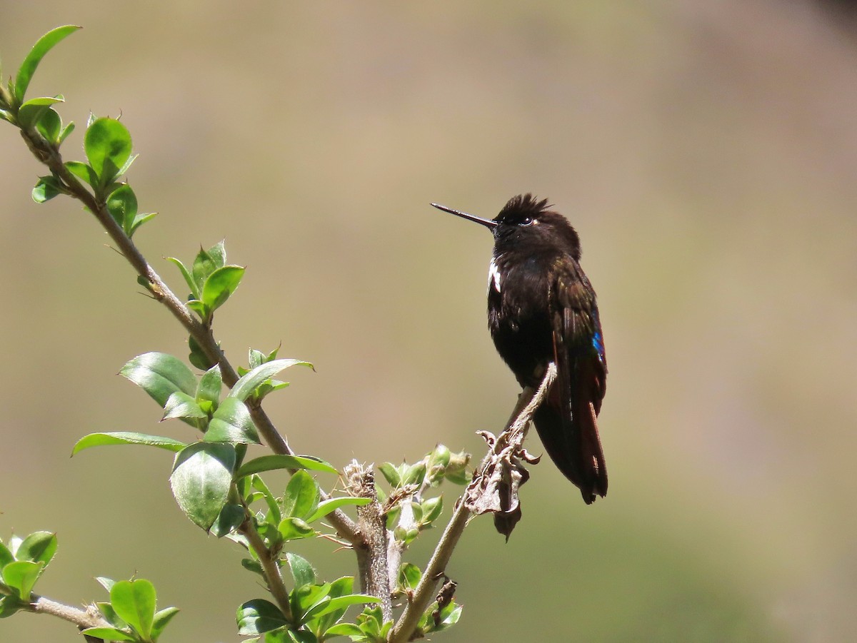 kolibřík černokápý - ML522409081
