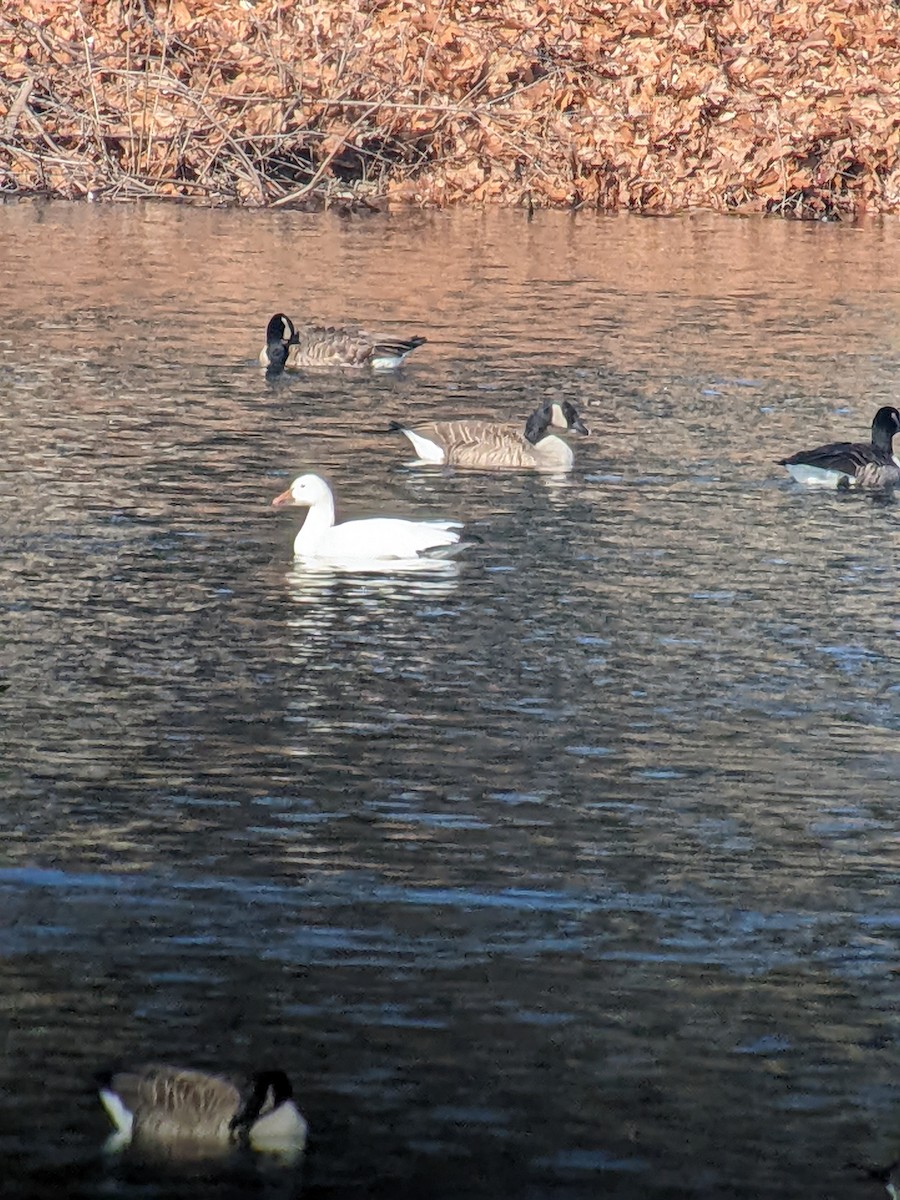 Snow Goose - ML522409881