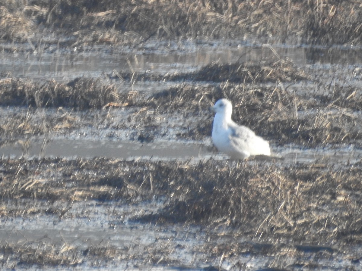 Ring-billed Gull - Wayne Longbottom