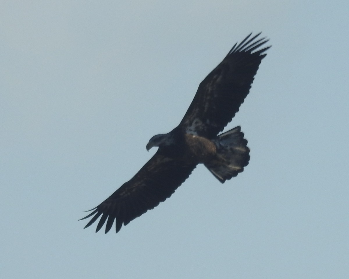 Bald Eagle - ML522411191