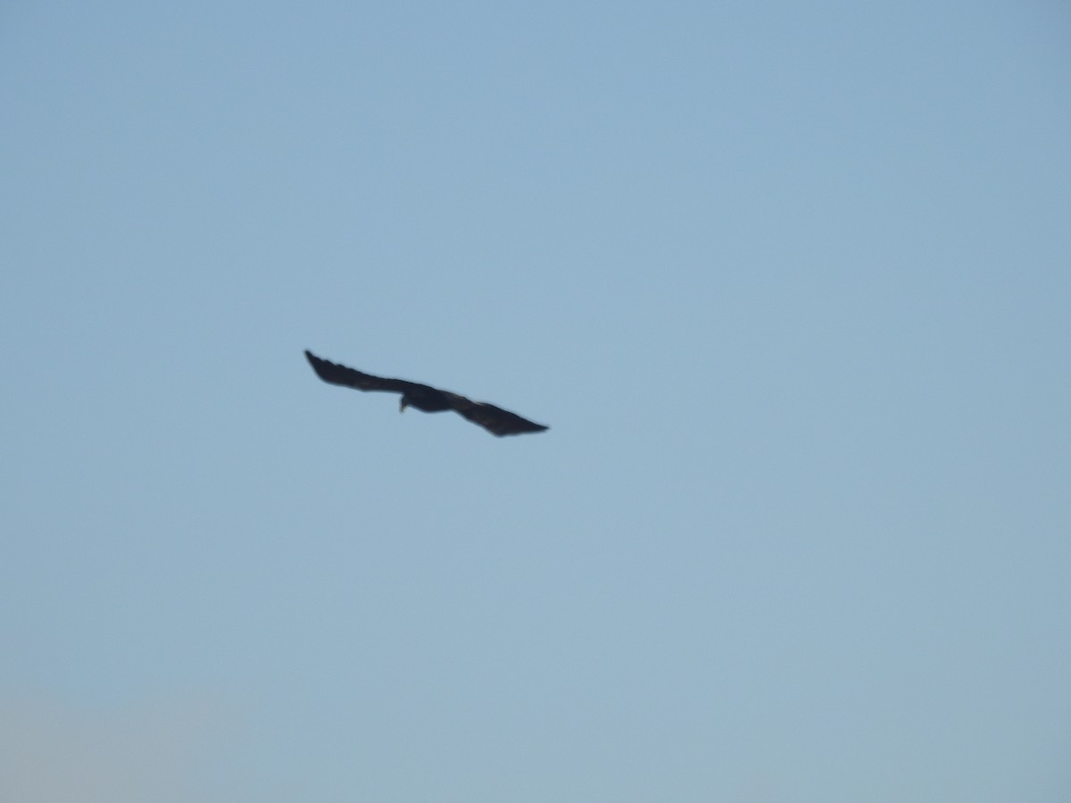 Bald Eagle - ML522411201