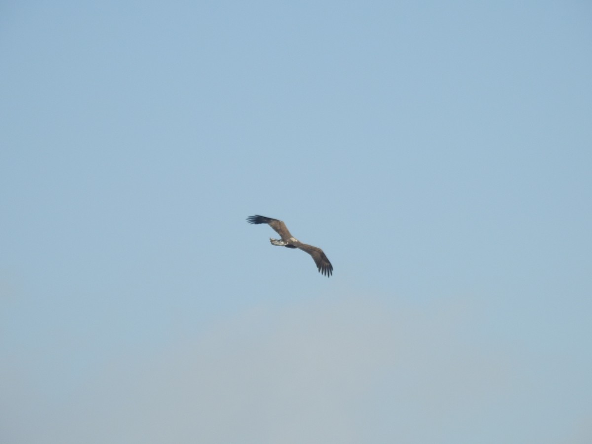 Bald Eagle - ML522411271