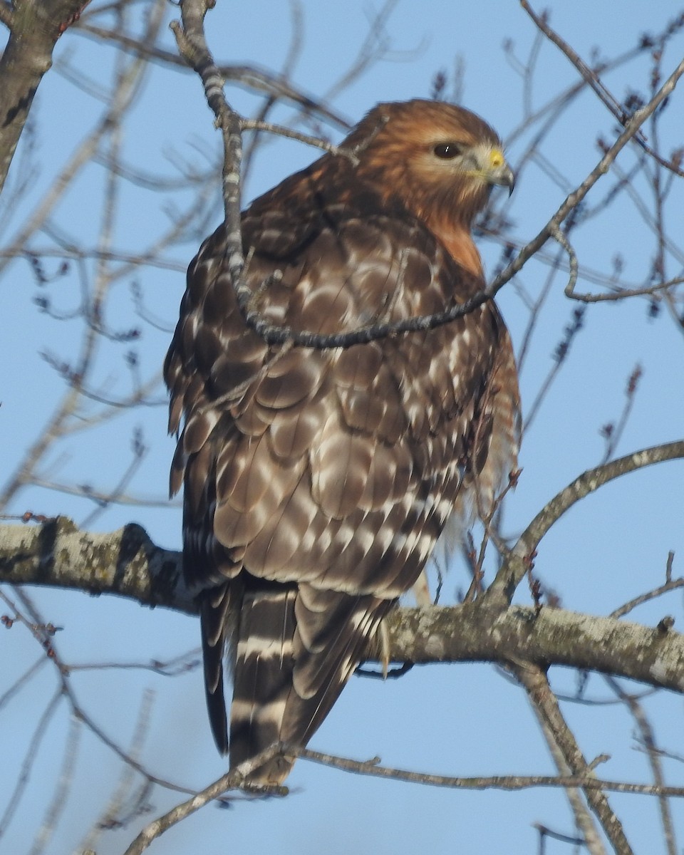 Red-shouldered Hawk - ML522411341