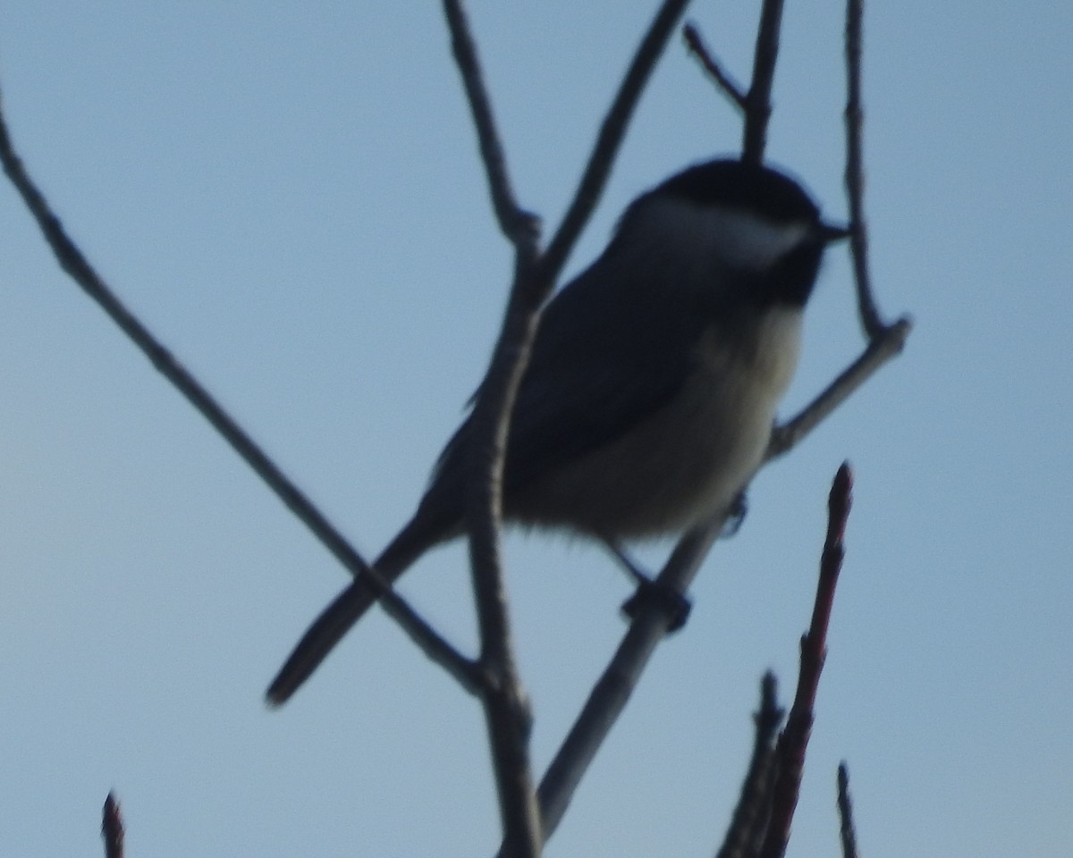 Carolina Chickadee - ML522412301