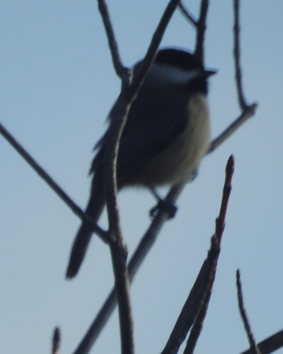 Carolina Chickadee - ML522412311