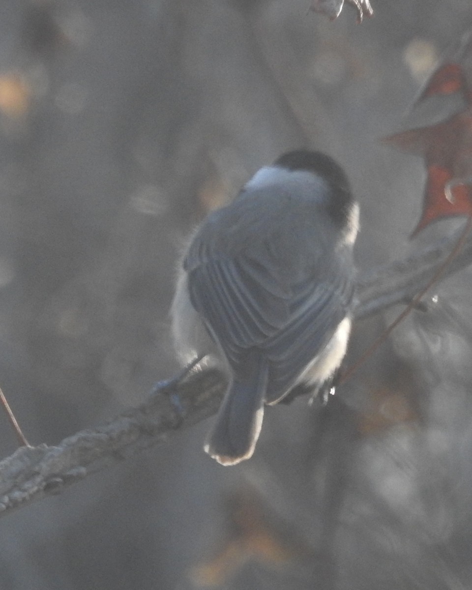 Carolina Chickadee - ML522412331