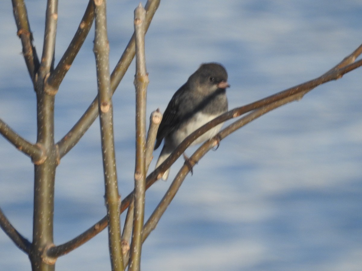 Dark-eyed Junco - ML522412461