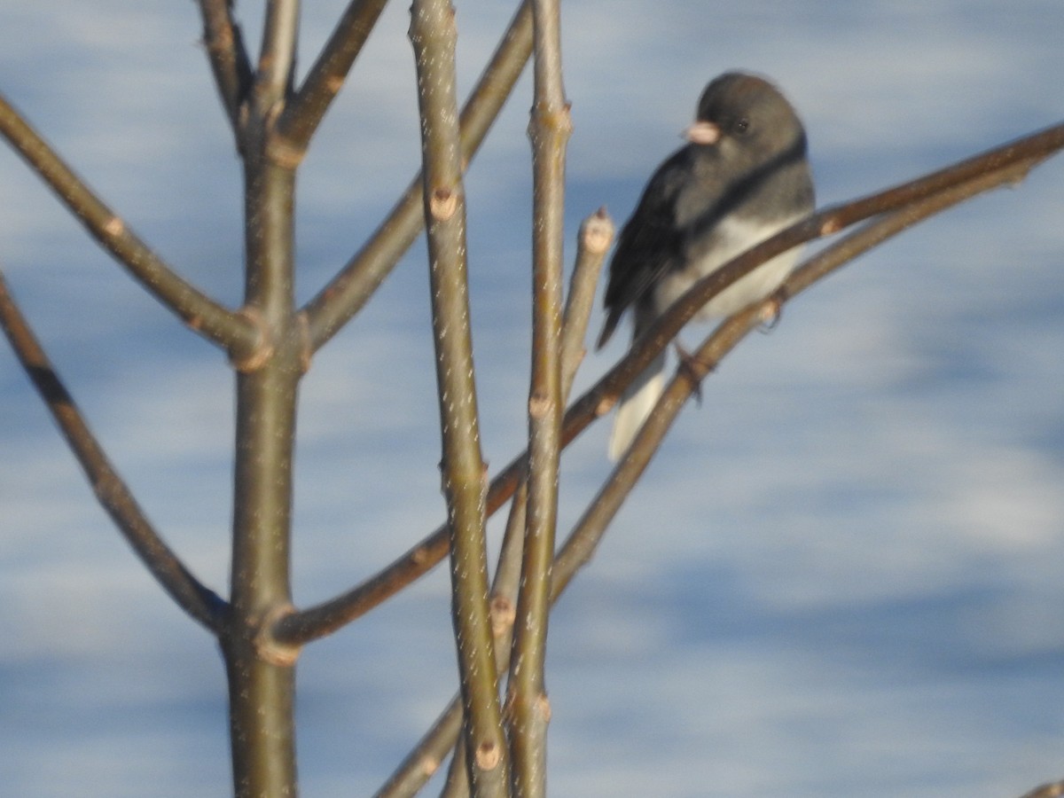 Junco ardoisé - ML522412471