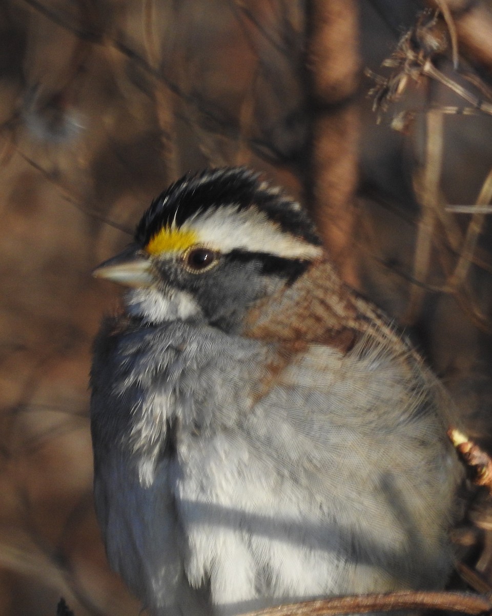 White-throated Sparrow - ML522412561