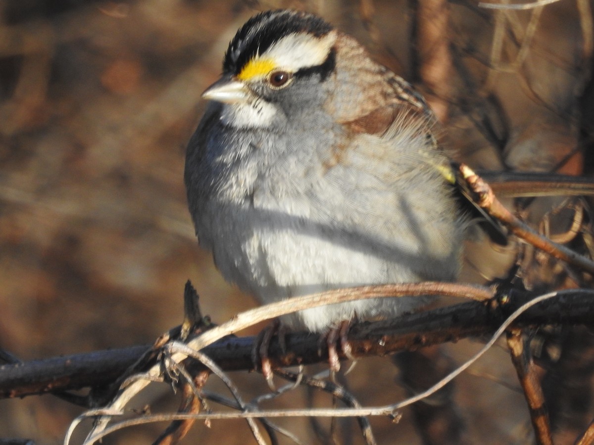 White-throated Sparrow - ML522412571
