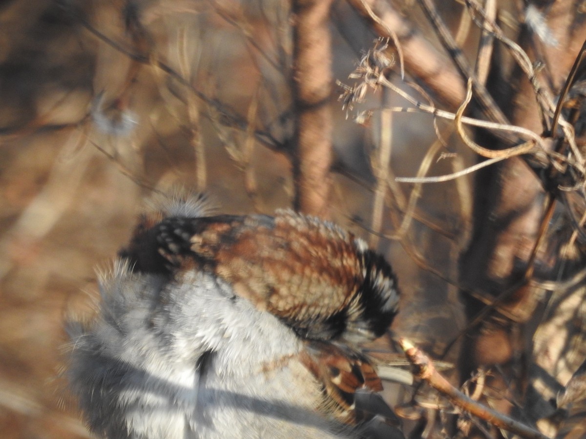 White-throated Sparrow - ML522412581