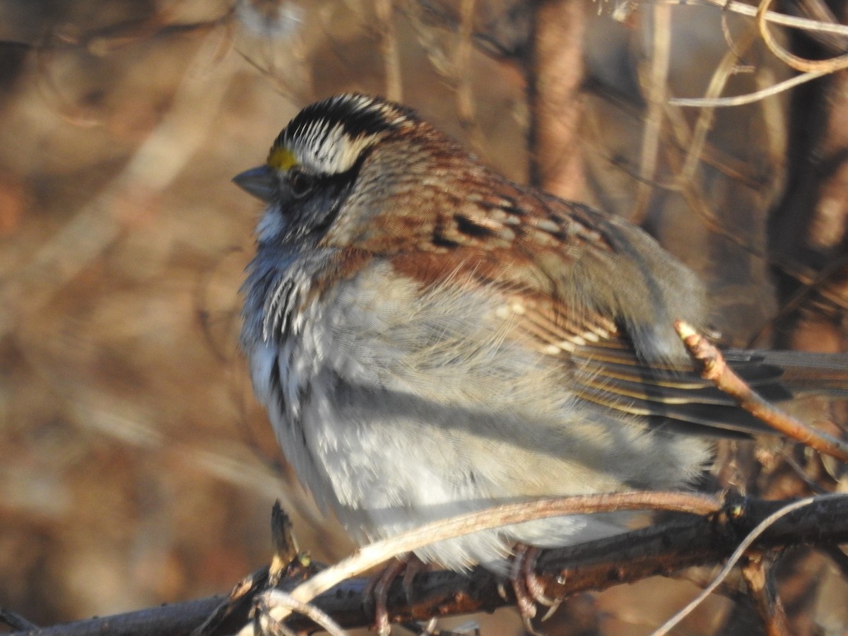White-throated Sparrow - ML522412591