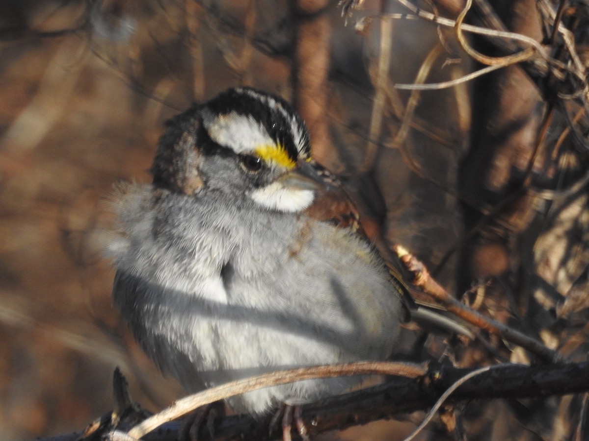 White-throated Sparrow - Wayne Longbottom