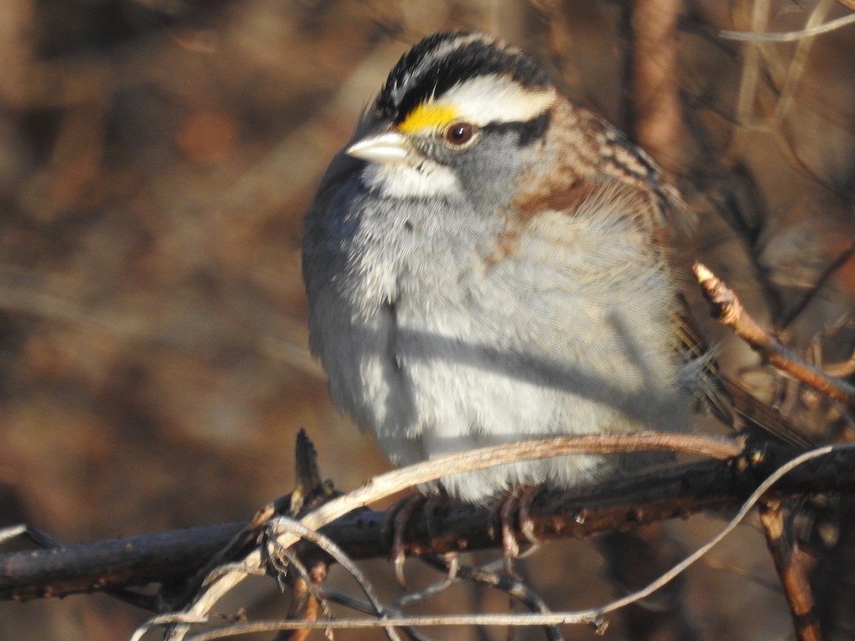 White-throated Sparrow - ML522412611