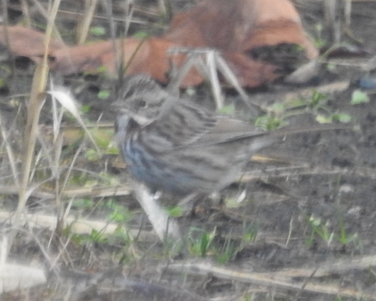 Song Sparrow - ML522412641