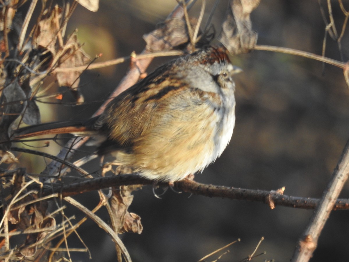 Swamp Sparrow - ML522412691