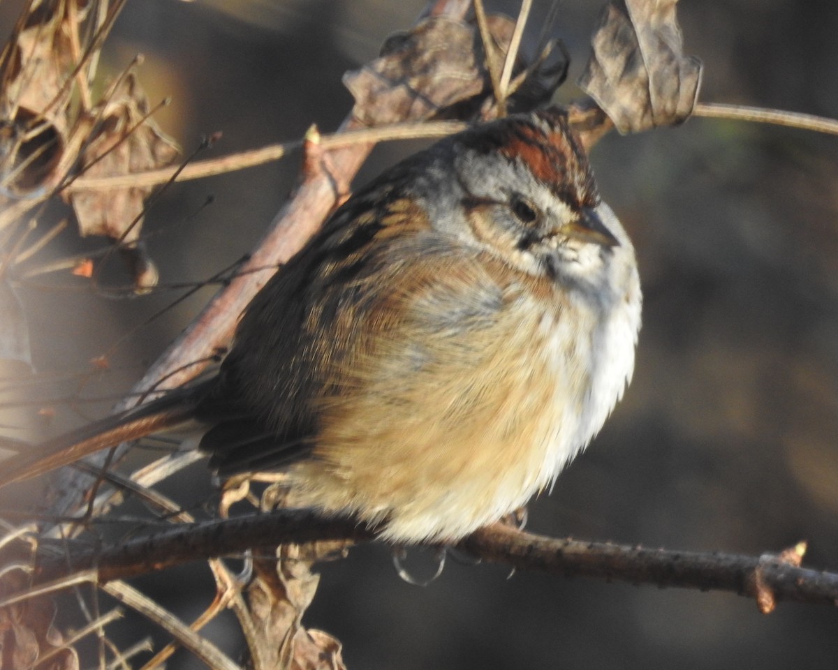 Swamp Sparrow - ML522412701