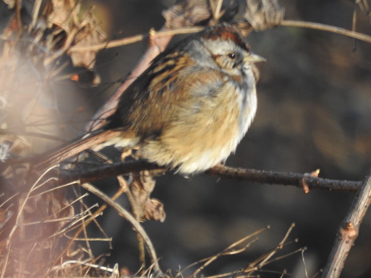 Swamp Sparrow - ML522412731