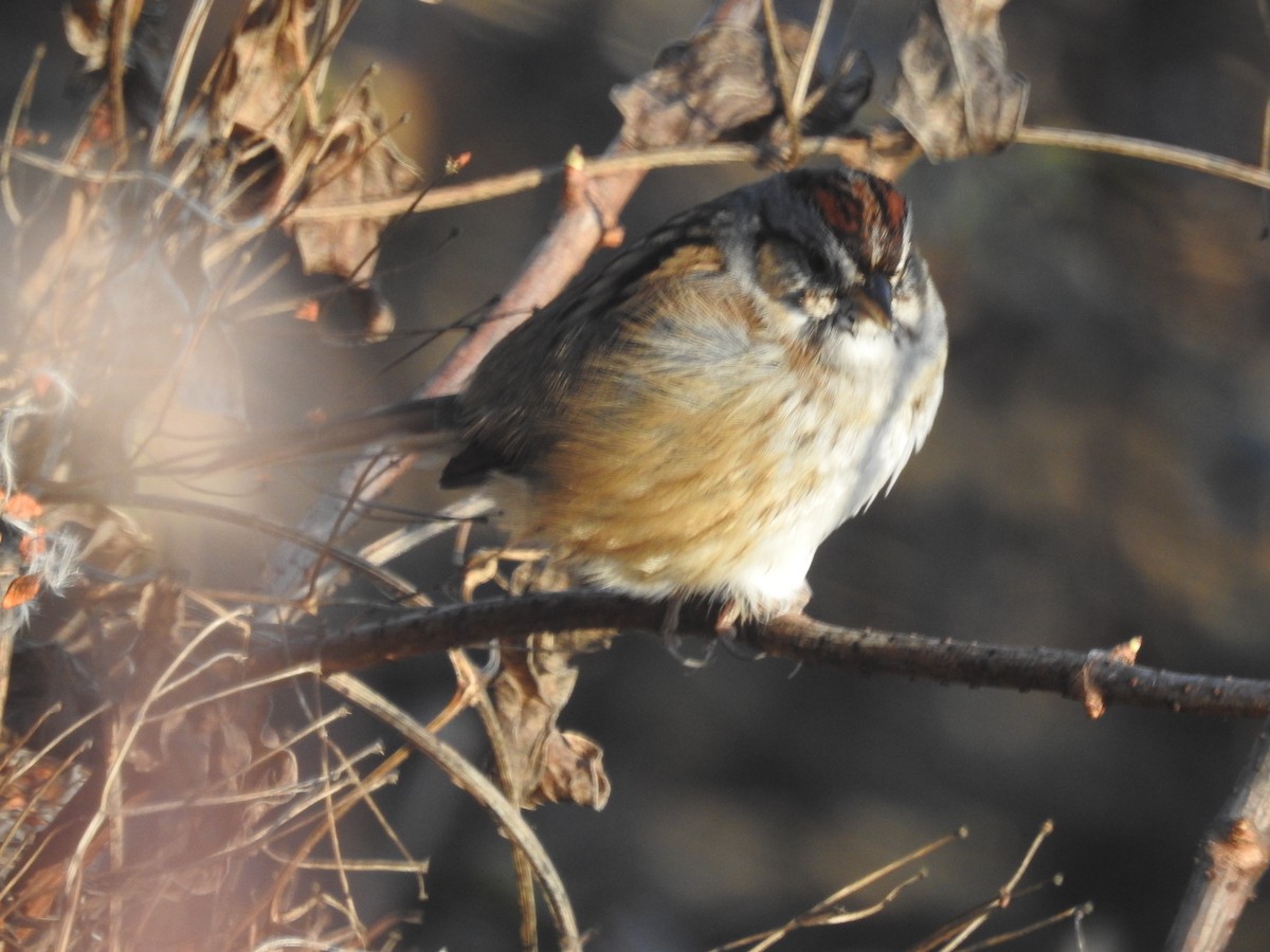 Swamp Sparrow - ML522412741