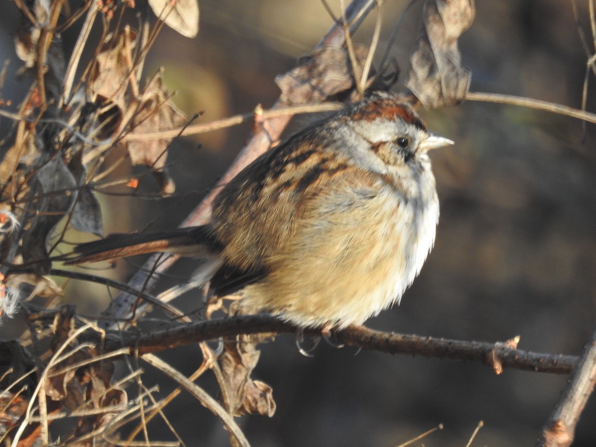 Swamp Sparrow - ML522412751