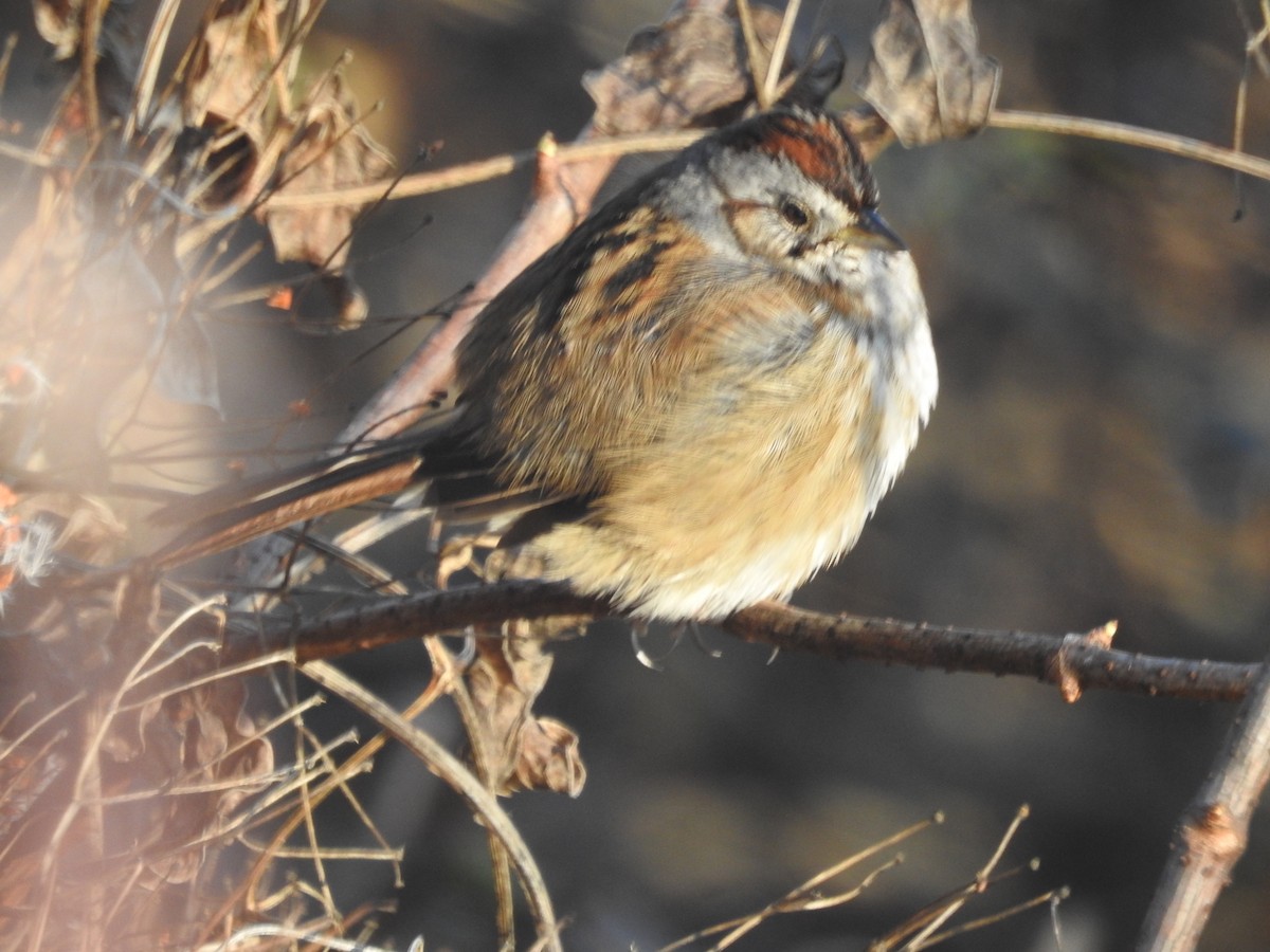 Swamp Sparrow - ML522412761